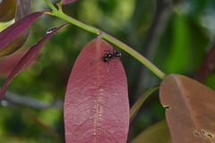 Polyrhachis rastellata