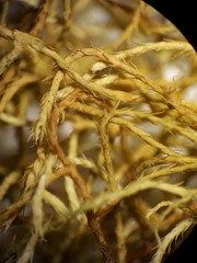 Papillaria flexicaulis