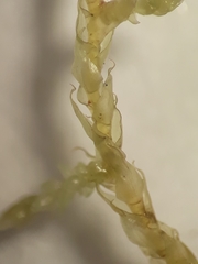 Papillaria flexicaulis
