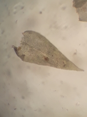 Papillaria flexicaulis