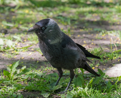 Corvus monedula