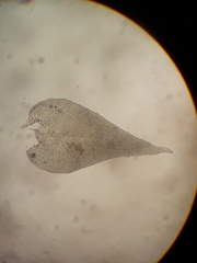 Papillaria flexicaulis