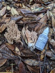 Ramaria violaceibrunnea