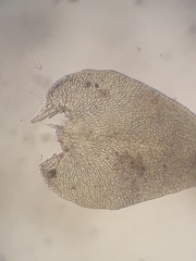 Papillaria flexicaulis