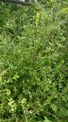 Schaefferia cuneifolia