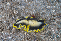 Pseudoceros paralaticlavus