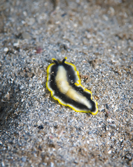 Pseudoceros paralaticlavus