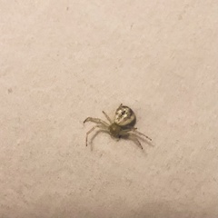 Australomisidia pilula