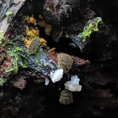 Holacanthella spinosa