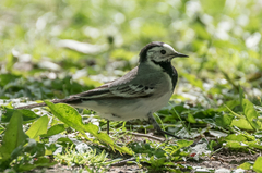 Motacilla alba