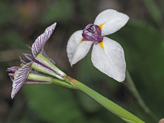 Moraea modesta