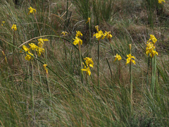 Moraea alticola
