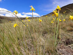Moraea alticola