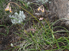 Tulbaghia montana