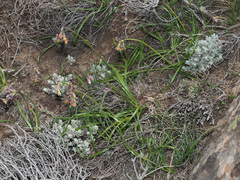 Tulbaghia montana