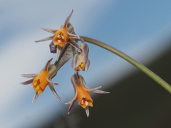 Tulbaghia montana