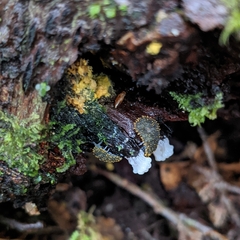 Holacanthella spinosa