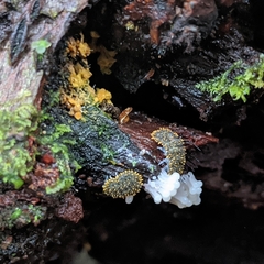 Holacanthella spinosa