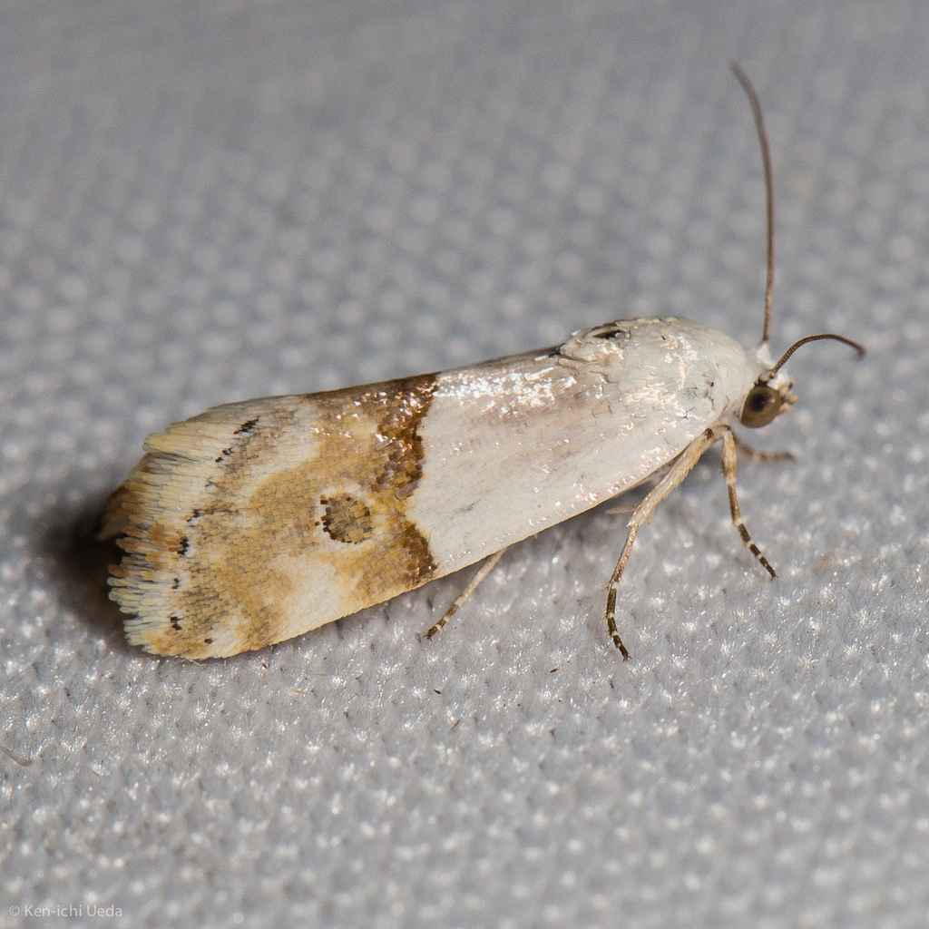 Arizona Bird Dropping Moth