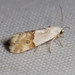 Arizona Bird-dropping Moth - Photo (c) Ken-ichi Ueda, some rights reserved (CC BY), uploaded by Ken-ichi Ueda