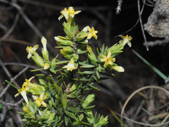 Gnidia propinqua