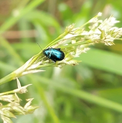 Arsipoda chrysis