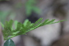 Selaginella limbata