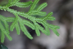 Selaginella limbata