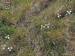 Moraea modesta
