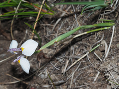 Moraea modesta