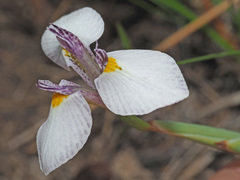 Moraea modesta