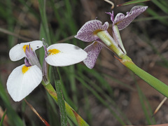 Moraea modesta