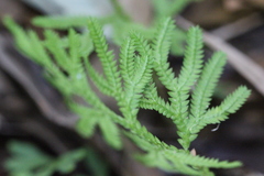 Selaginella limbata