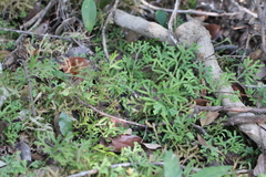 Selaginella limbata