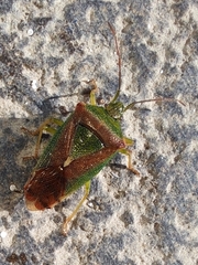 Acanthosoma spinicolle