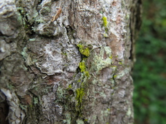 Chrysothrix chlorina