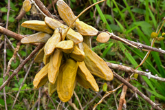 Dischidia major