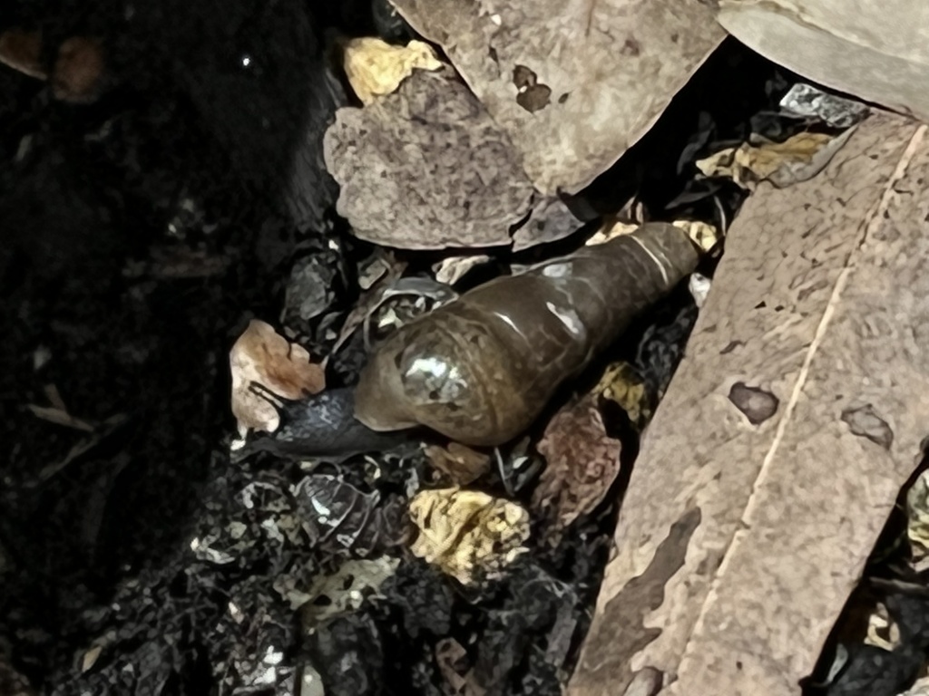 Decollate Snail from Banner Ave, Santa Barbara, CA, US on November 18