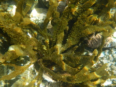 Dictyota kunthii