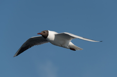 Chroicocephalus ridibundus