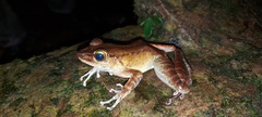 Meristogenys amoropalamus