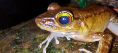 Meristogenys amoropalamus