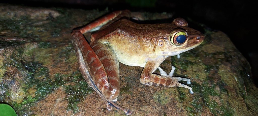 Mountain Borneo Frog