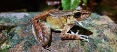 Meristogenys amoropalamus