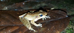 Meristogenys amoropalamus