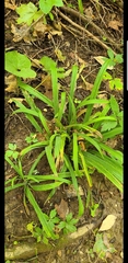 Careyanae