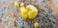 Halosaccion glandiforme