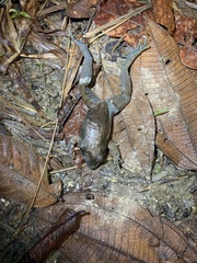 Leptodactylus wagneri