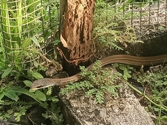 Mastigodryas alternatus