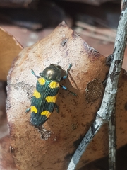 Castiarina imitator